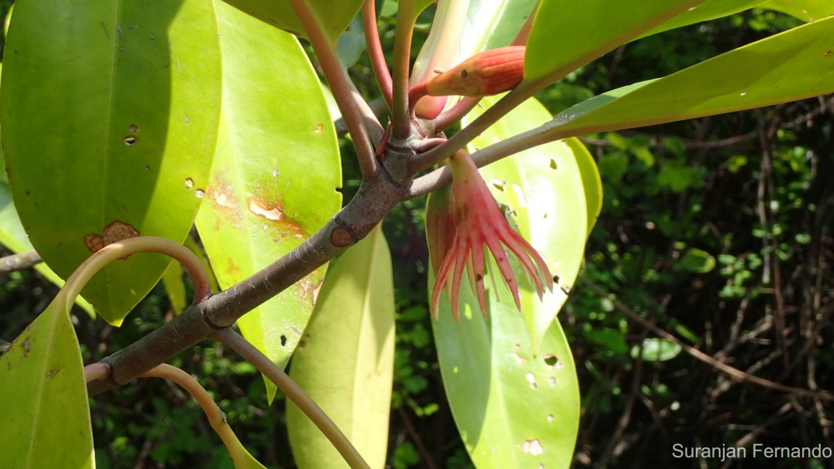 Bruguiera gymnorhiza (L.) Lam.